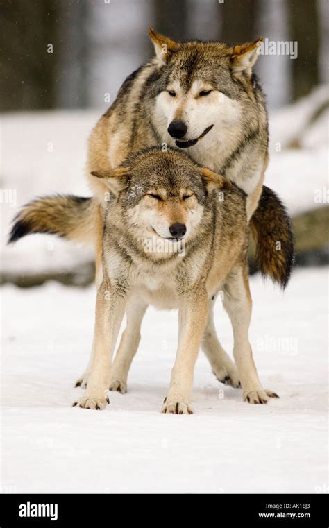 Two Wolves Mating Hi Res Stock Photography And Images Alamy