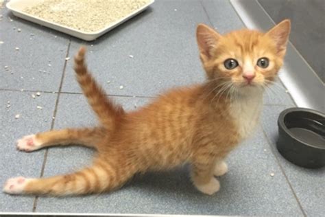 We call them orange cats, orange tabbies, ginger cats, or red tabbies. Meet Mac n' Cheese an Orange Kitten Aiming to Beat ...