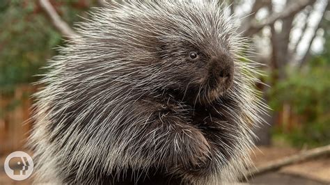 Porcupines Give You 30000 Reasons To Back Off Deep Look