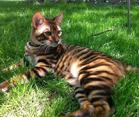10 Cats That Look Like Tigers Leopards And Cheetahs PetHelpful
