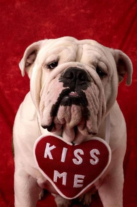 20 Most Cutest Valentines Day Dogs Home Design And Interior