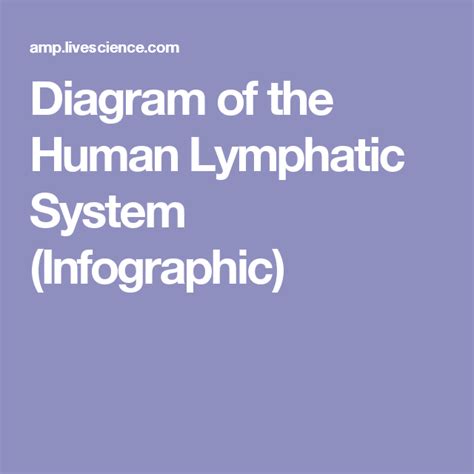 Diagram Of The Human Lymphatic System Infographic Lymphatic System