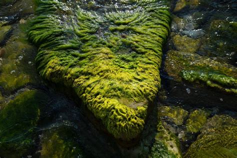 Green Algae On Rocks In The Sea Rocks And Moss On The Seabed At Low