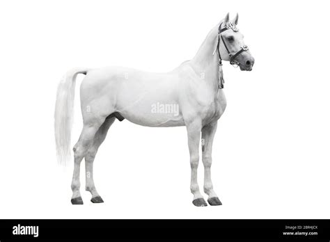 The Beautiful Gray Stallion Orlov Trotter Breed In Traditional Russian