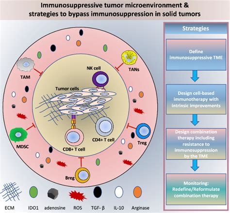 IJMS Free Full Text Hijacked Immune Cells In The Tumor Microenvironment Molecular