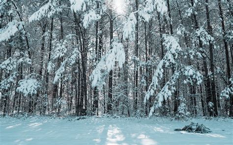 Download Wallpaper 1920x1200 Forest Winter Snow Trees Light