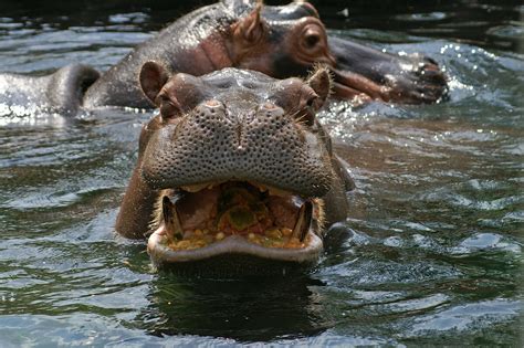 Release date february 11, 1997. Hungry Hippos - Activity Tailor