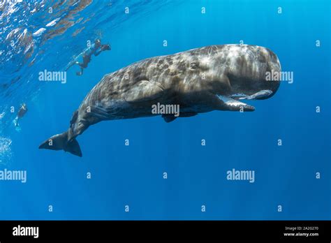 Free Diver Swimming With A Sperm Whale Physeter Macrocephalus The Sperm Whale Is The Largest