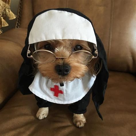 25 Hilariously Cute Pets Dressed Up For Halloween Dog Dispatch