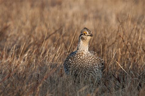 Sharp Tailed Grouse Audubon Field Guide