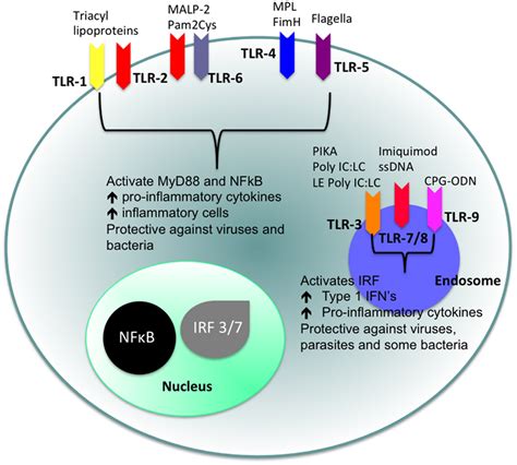 Frontiers Tlr Agonists As Modulators Of The Innate Immune Response