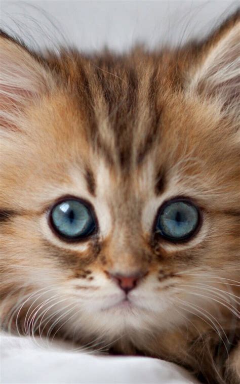 So Much Beauty Cats Super Cute Animals Kittens And Puppies