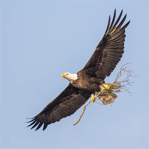 Nest Building Eagle An Adult Bald Eagle Sprucing Up The Ho Jeff Dyck Flickr