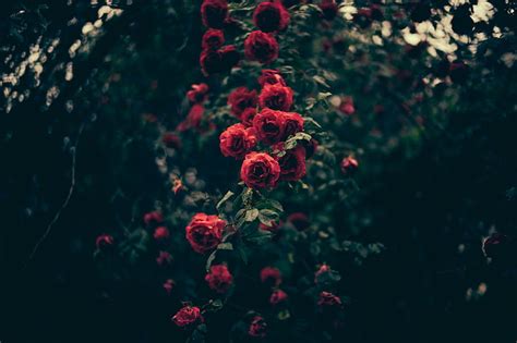 Red Petaled Flowers Plants Flowers Rose Hd Wallpaper Wallpaperbetter