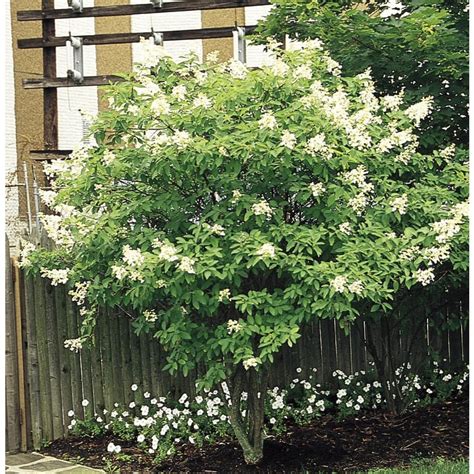 White Tardiva Hydrangea Tree Flowering Shrub In Pot With Soil L11835