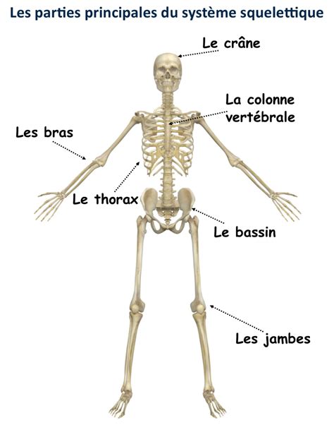 Le Système Squelettique Canadiens A Lécole