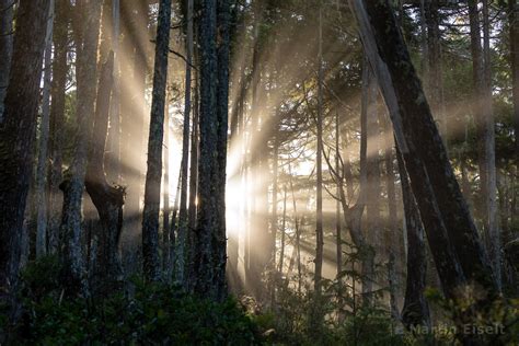 Sunrise In The Pine Forest Ucluelet District Municipality Vancouver