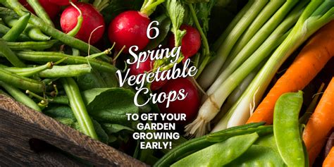 6 Spring Vegetable Crops To Get Your Garden Growing Early