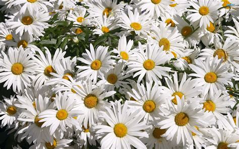 Daisy Laptop Wallpapers Top Free Daisy Laptop Backgrounds