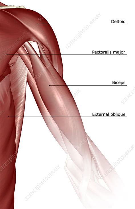 They are divided into two distinct compartments of the. The muscles of the shoulder and upper arm - Stock Image ...