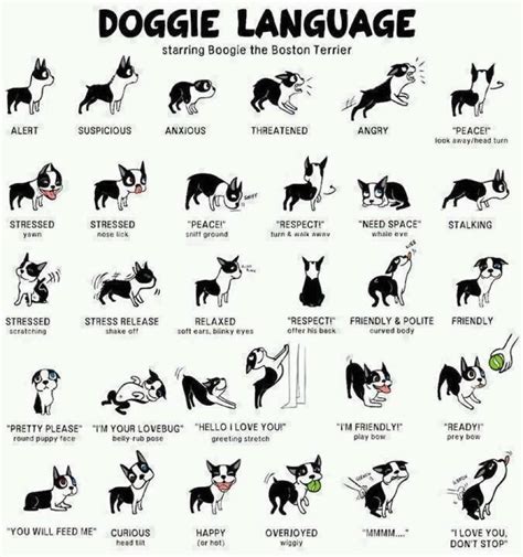A Helpful Hint On Understanding Doggie Language Dog Body Language
