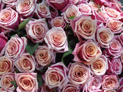 Filebouquet De Roses Roses Wikipedia