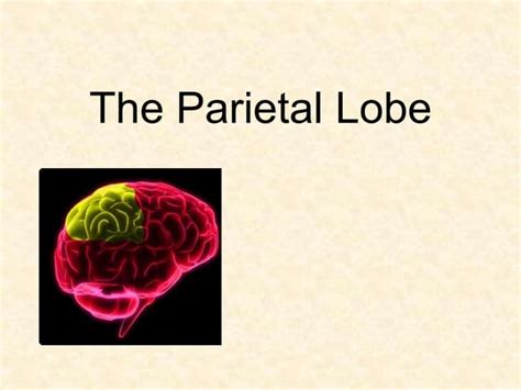The Parietal Lobe Functions Anatomy And Clinical Effects Ppt