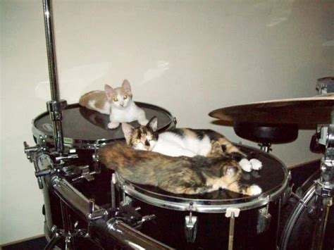 Ten Cats Playing Musical Instruments You Dont Need To Hear