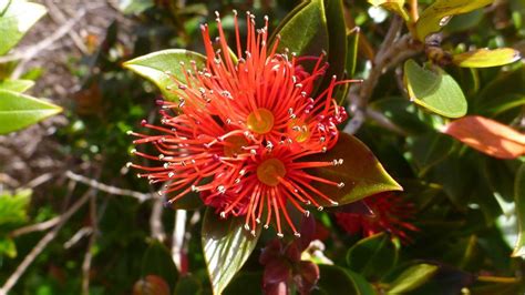 Rātā New Zealand Native Plants