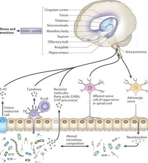 The Neuroendocrine System Of The Gut And The Brain Gut Axis Gut Brain