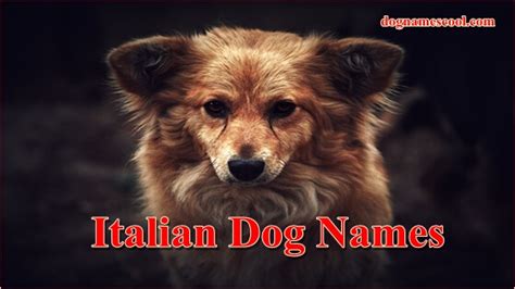 Male And Female Italian Dog Names And Their Meanings