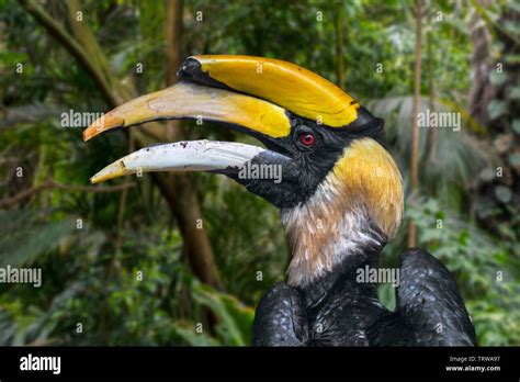 Indian Hornbills Hi Res Stock Photography And Images Alamy