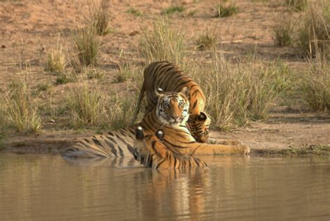 Famous Tigers Of Bandhavgarh National Park In 2023 24