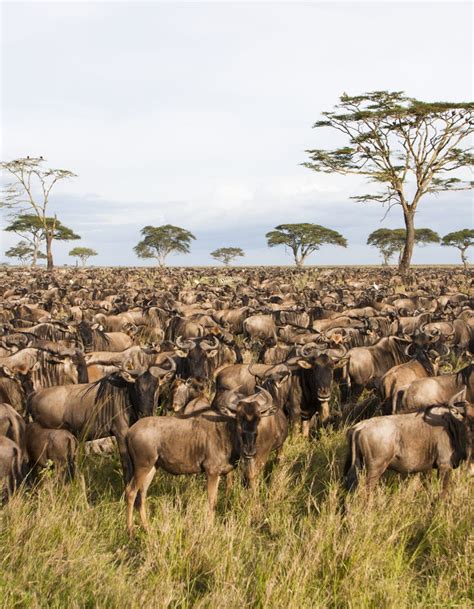 tanzania travel lonely planet africa