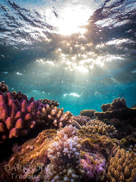 Coral Reef Sunrise Great Barrier Reef Underwater Photography Print