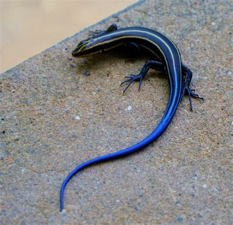 A Blue And Black Lizard Laying On Top Of A Cement Floor Next To A Wall