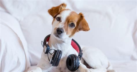 What Music Do Dogs Like Heres What Experts Recommend You Play For