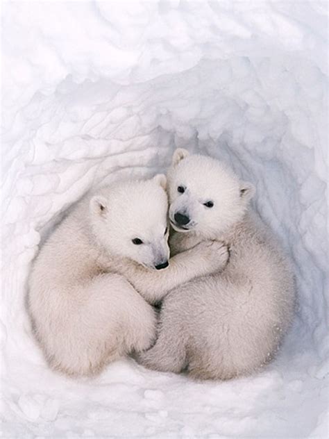 A Polar Bear Cuddles Cute Animals Baby Polar Bears Baby Animals