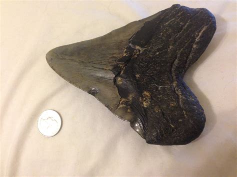 What Is The Value Of A Megalodon Tooth Dinosaur Home