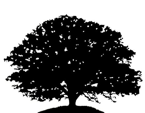 Oak Tree Silhouette Drawing Clip Art Oak Png Download