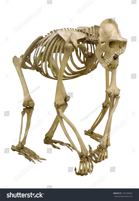 Gorilla Skeleton Isolated On White Background Stock Photo 126103664