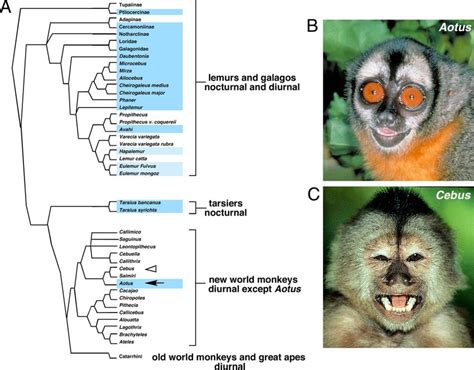 Nocturnal And Diurnal New World Monkeys A Phylogeny Of The Primates
