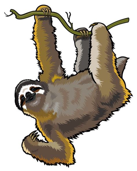 Three Toed Sloth Clipart At Getdrawings Free Download