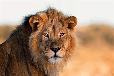 7 Different Types Of Lions Around The World