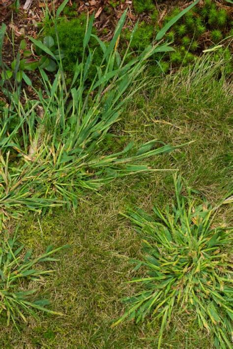13 Common Weeds That Look Like Grass In Your Lawn