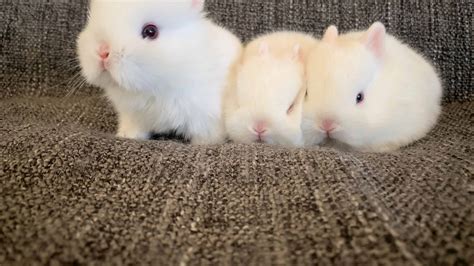 Netherland Dwarf Rabbit Pictures Az Animals