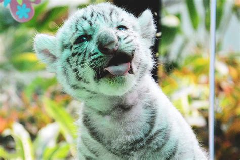 Photos 3 Rare White Tiger Cubs Born At Saigon Zoo Saigoneer