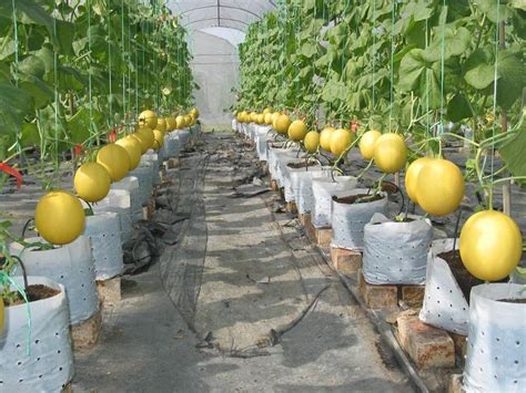 Terdapat beberapa jenis analisis nisbah yang boleh digunakan dalam mentafsir penyata kewangan. Green Million Agrisolution Ent (SA0137658W): PENGIRAAN ...