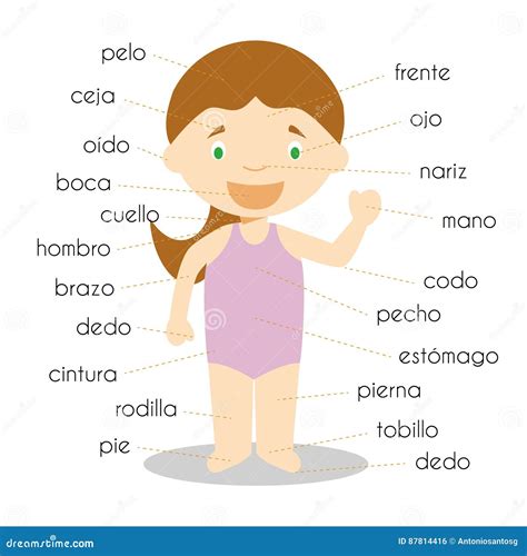 Vocabulario Del Cuerpo Humano Cuerpo Humano Cuerpo Partes Del Cuerpo