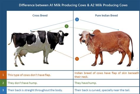 what s the difference between a cow and a calf quora